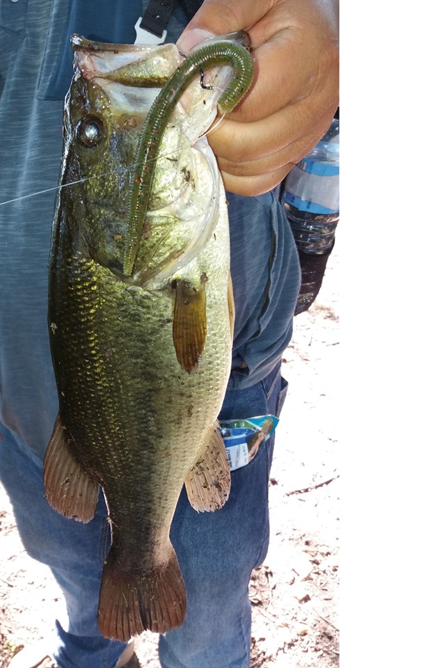 ESFISHING Yumuşak Yem Balıkçıl - Fishing Equipment Ebay incelemesi ve fiyatı